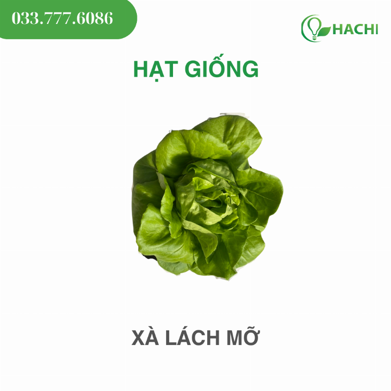 Chọn mua hạt giống rau xà lách chất lượng từ cửa hàng uy tín để đảm bảo cây phát triển tốt và năng suất cao.