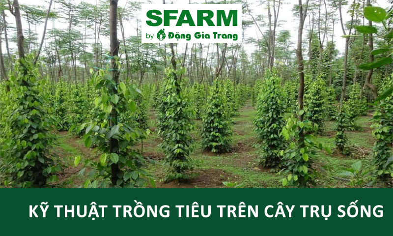 So sánh ưu nhược điểm khi mua chế phẩm EM online và tại cửa hàng vật tư nông nghiệp