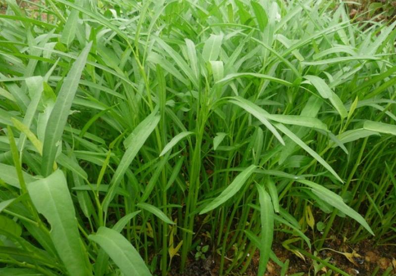 Chuẩn bị đất tơi xốp và chậu có lỗ thoát nước để gieo hạt rau muống tại nhà