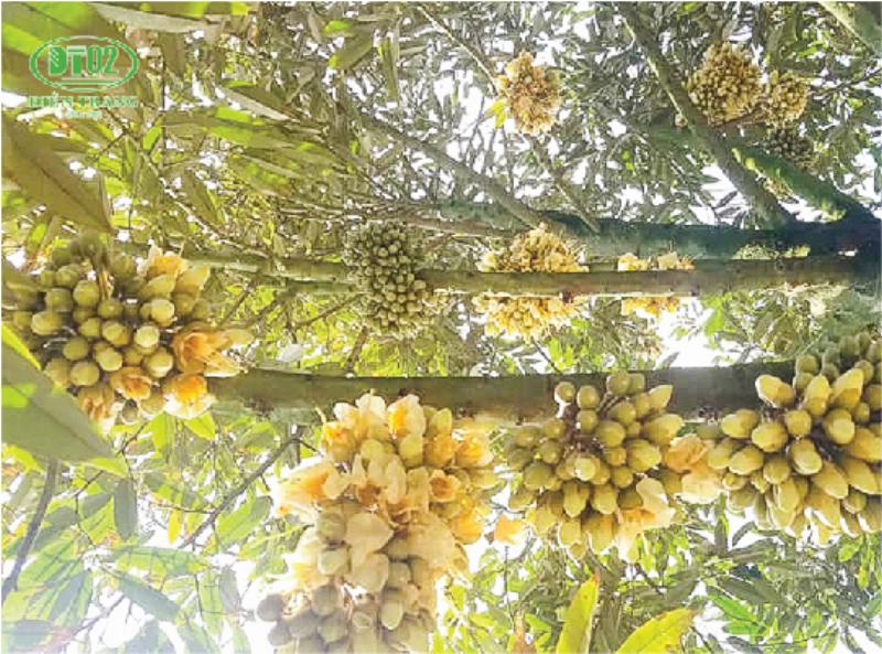 Hình ảnh một chùm hoa sầu riêng trắng xóa đang nở rộ, phát triển từ cành đọt sầu riêng trước đó, vẻ đẹp tinh khôi