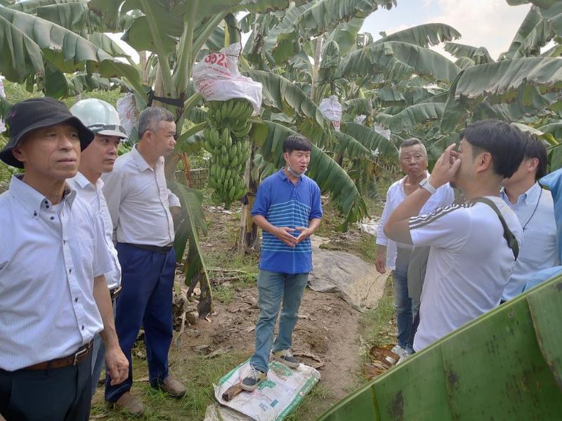 Hình ảnh một nải chuối tiêu chín vàng, thân quả thuôn dài và cong nhẹ, đặt trên lá chuối xanh