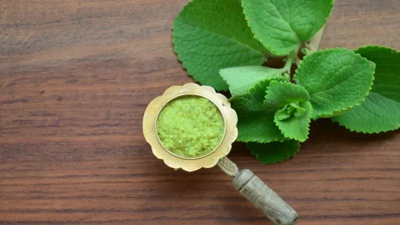 Minh họa các công dụng chính của lá húng chanh khi ăn sống hoặc dùng tươi