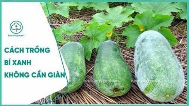 Đậu rồng trồng ở miền Bắc vào vụ xuân hè, thời điểm thời tiết ấm áp, thuận lợi cho cây phát triển và ra trái.