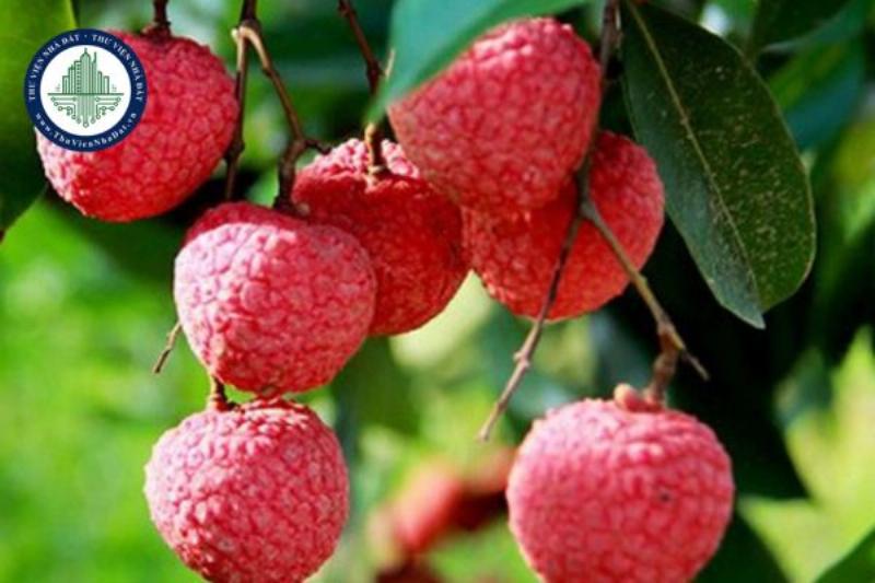 Hình ảnh đọt sầu riêng non tươi mơn mởn báo hiệu mùa hoa sắp đến, tiềm năng cho vụ mùa bội thu