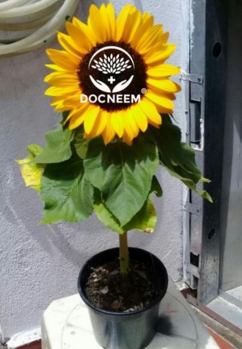 Hình ảnh bàn tay đang gieo hạt hoa hướng dương vào chậu hoặc luống đất, minh họa bước gieo hạt