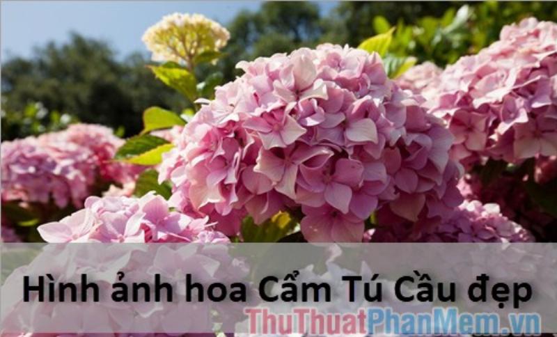 Hinh hoa cam tu cau mau xanh biec tu nhien mang den cam giac thu thai va hy vong