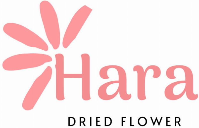 Bó hoa tulip trắng đơn giản tinh tế dùng làm quà tặng hoặc trang trí nhà cửa