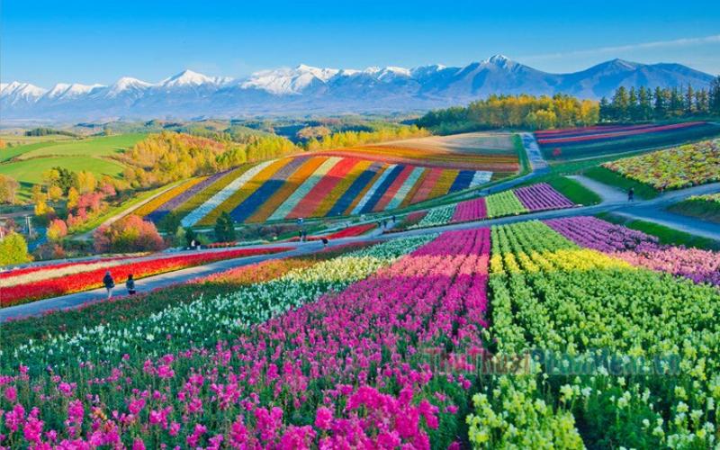 Hình ảnh hoa tulip trắng cánh đơn tươi tắn và thanh khiết nở rộ dưới ánh nắng mặt trời