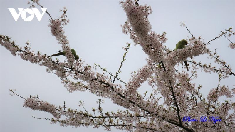Vẻ đẹp độc đáo lãng mạn của hoa tulip trắng viền răng cưa