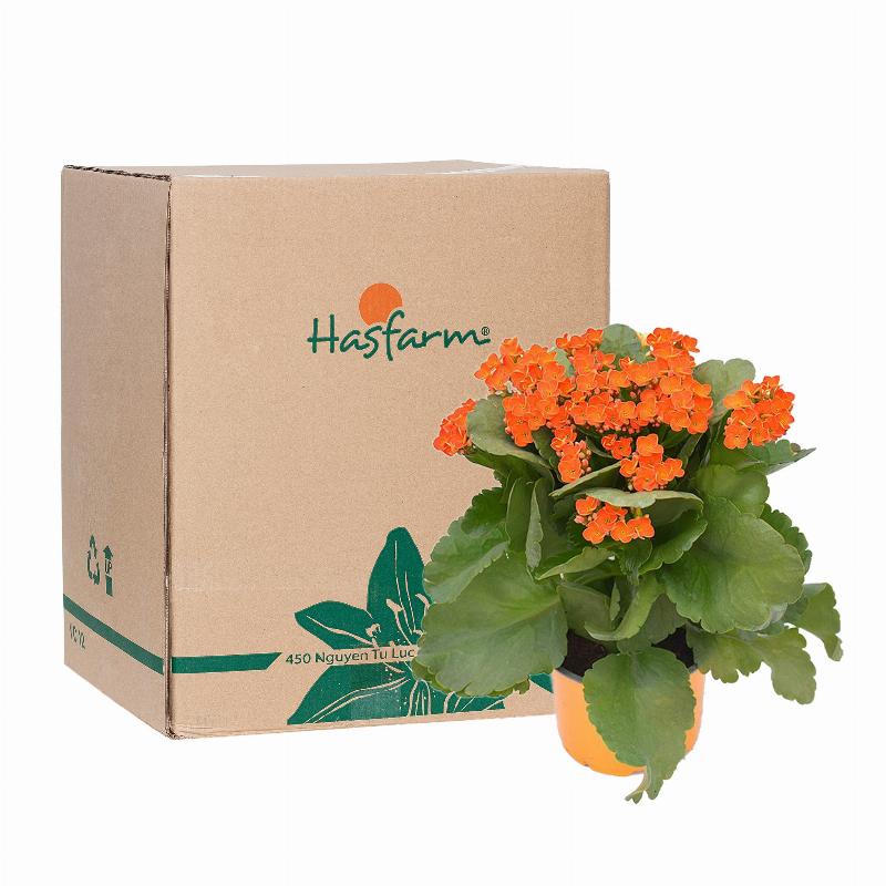 Hoa bỉ ngạn nở rộ trong chậu, minh họa khả năng trồng và chăm sóc tại nhà