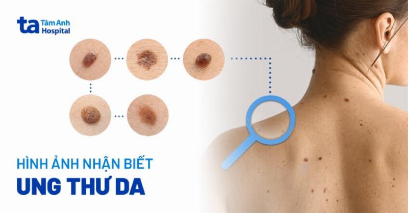 Hình ảnh cận cảnh bông hoa hồng màu đỏ sẫm nhung tuyền, trông gần như đen dưới ánh sáng tự nhiên