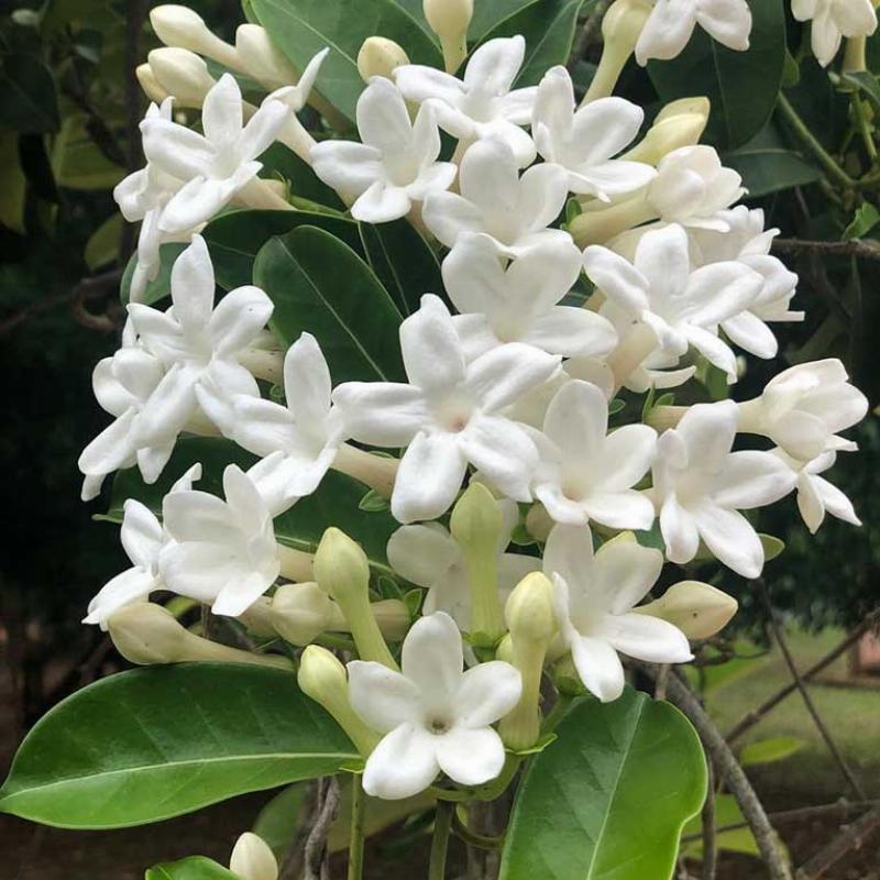 Hình ảnh bông hoa lài hay hoa nhài màu trắng tinh khôi với cánh mỏng manh và mùi hương dịu nhẹ