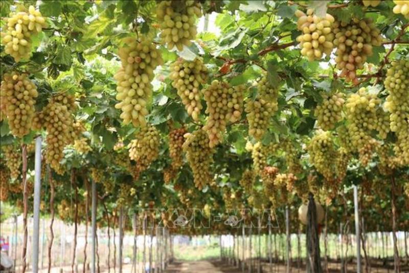 Hình ảnh hoa thiên lý tươi xanh, mướt mắt, sẵn sàng chế biến cho bà bầu.