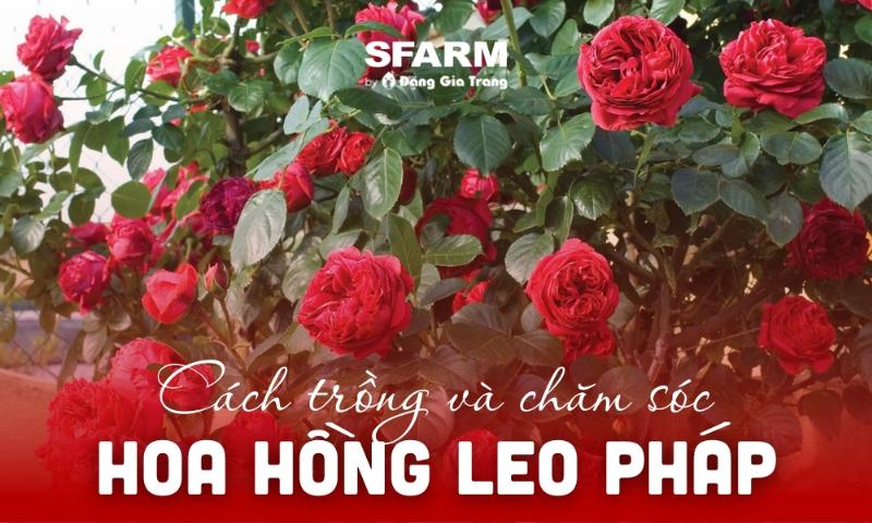 Huong dan chi tiet cach cat tia cay hong leo phap