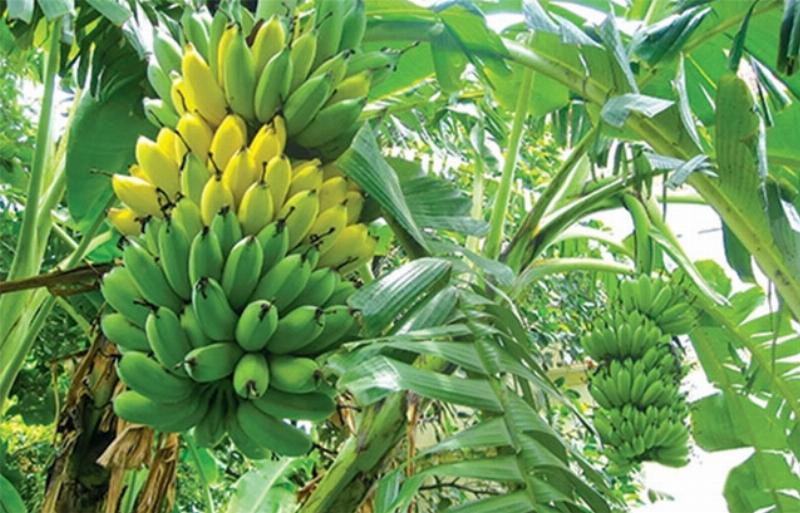 Hình ảnh món kem chuối làm từ chuối lùn, minh họa cách sử dụng chuối lùn chế biến món ăn.