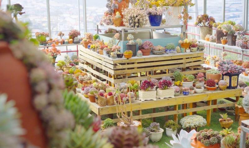 Kiểm tra độ ẩm đất trong chậu sen đá trước khi quyết định sen đá bao lâu tưới nước 1 lần