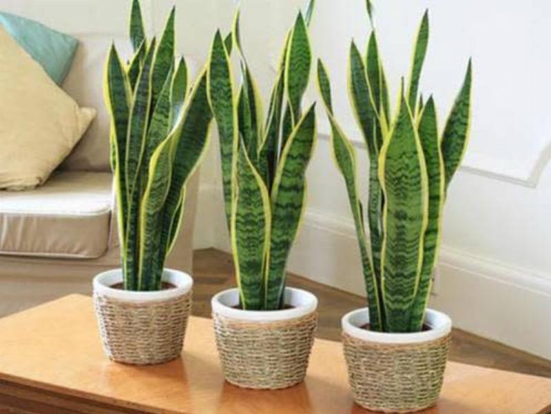 Lá cây lưỡi hổ bị vàng, mềm nhũn ở gốc, dấu hiệu của việc bị thối rễ do tưới nước quá nhiều