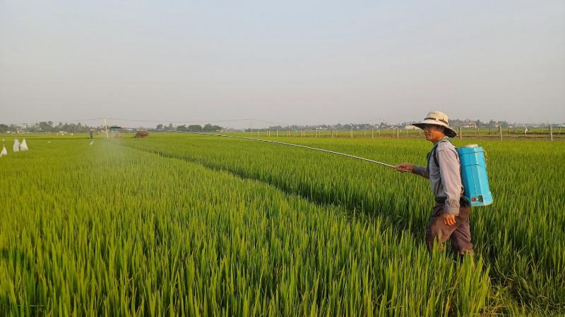 Cây lúa ở giai đoạn làm đòng chuẩn bị trổ bông cần Kali
