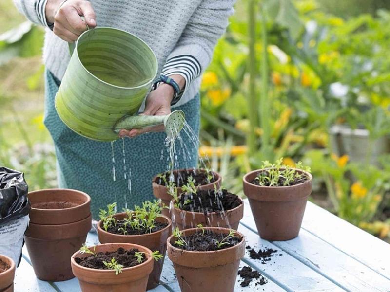 Hướng dẫn cách chăm sóc cây cảnh trong nhà đơn giản và hiệu quả từ việc tưới nước đến bón phân