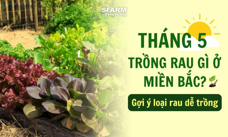 Người làm vườn đang kiểm tra đất trồng rau ở miền Bắc