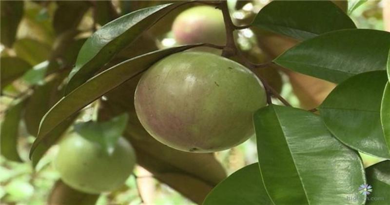 Hình ảnh minh họa người nông dân đang sử dụng dây và cọc để đo đạc và đánh dấu vị trí trồng cây sầu riêng trên mặt đất, đảm bảo khoảng cách chính xác giữa các cây và hàng.
