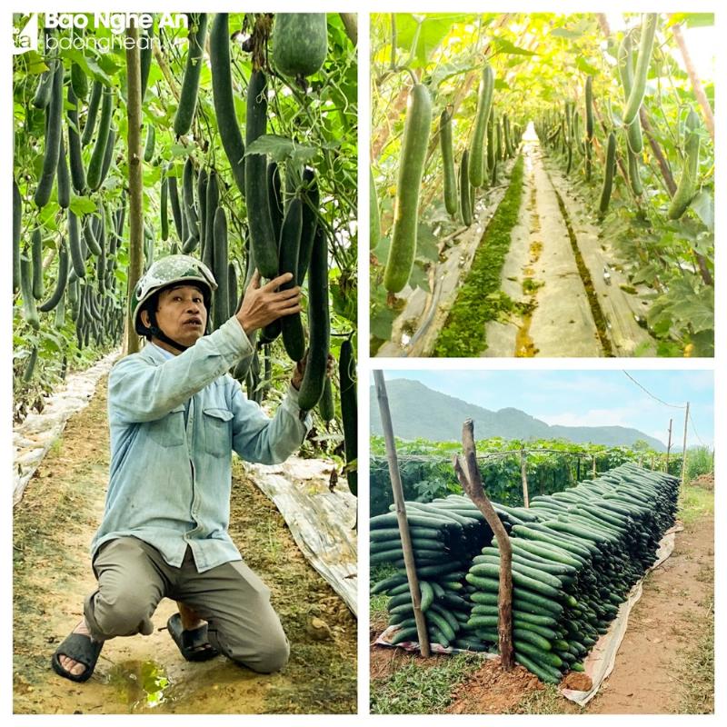 Người nông dân đang trồng bí xanh trên cánh đồng ở miền Bắc, thể hiện sự chăm chỉ trong mùa vụ
