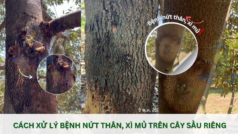 Minh hoa cac nguyen nhan gay benh nut than xi mu sau rieng