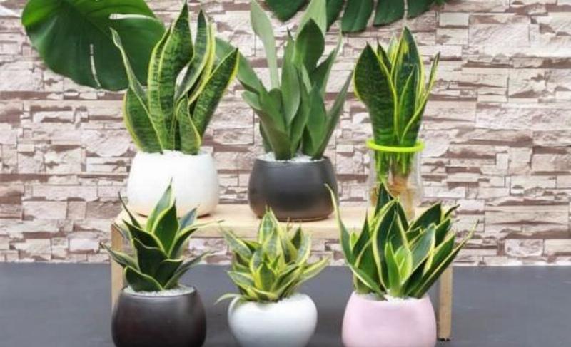 Các đoạn lá cây lưỡi hổ đang được giâm trong bình nước, rễ trắng nhỏ bắt đầu nhú ra từ gốc lá