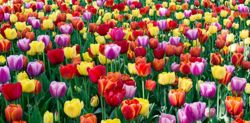 Giải đáp các câu hỏi thường gặp về ý nghĩa hoa tulip trong tình yêu