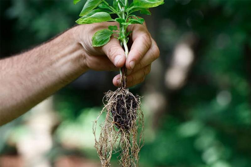 Hình ảnh hướng dẫn pha loãng thuốc kích rễ mai vàng đúng tỷ lệ cho cây mai vàng
