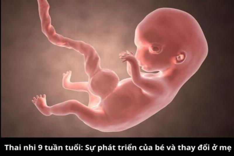 Hình ảnh minh họa cách phân biệt hoa bầu đực và hoa bầu cái trên cùng một dây bầu đang phát triển tốt