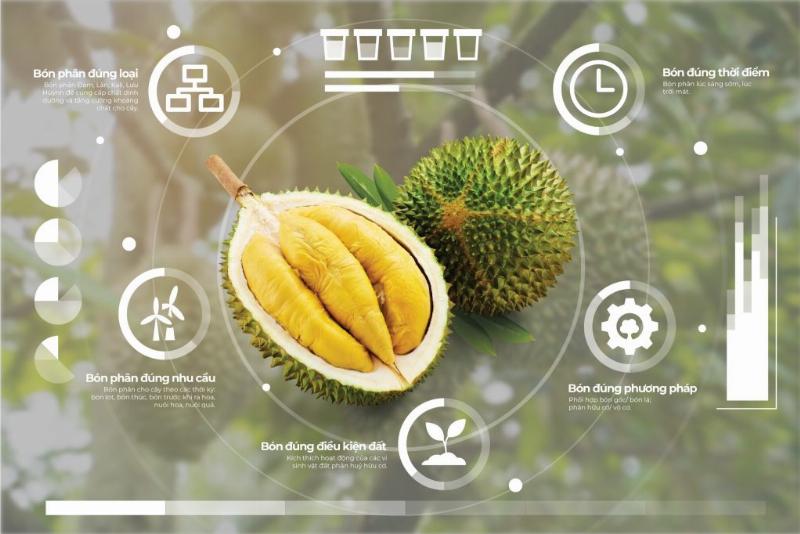 Hình ảnh các loại phân bón NPK khác nhau với tỷ lệ N cao, chuyên dùng cho hoa hồng trong giai đoạn cần phát triển thân cành lá mạnh.