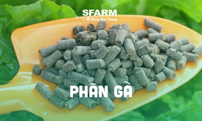 Phan ga u hoai da san sang de bon cho hoa