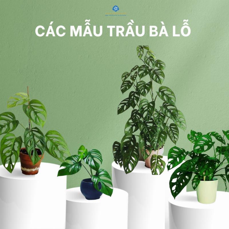 Cay trau ba leo tuong mang y nghia phong thuy tot lanh