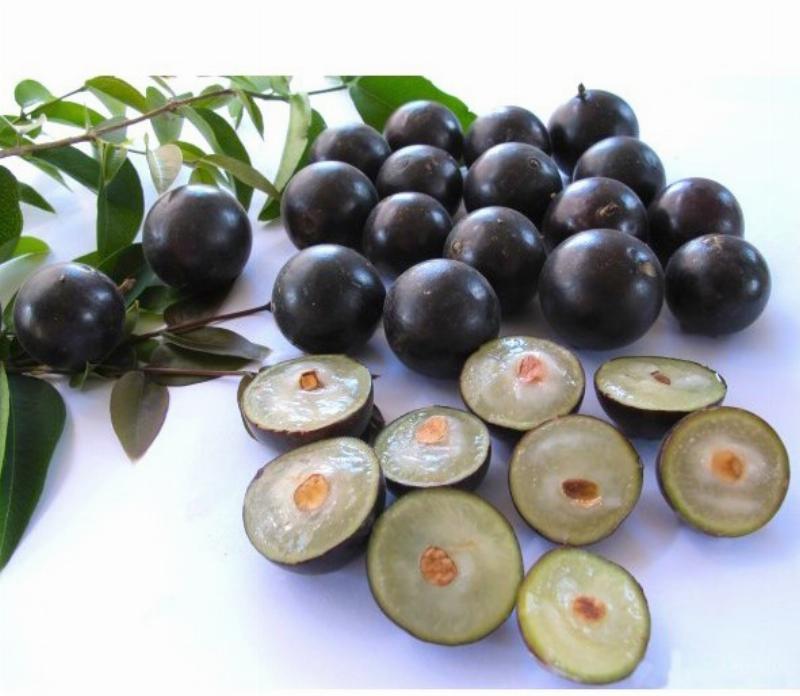 Chùm quả nho thân gỗ chín mọng màu tím sẫm trên thân cây