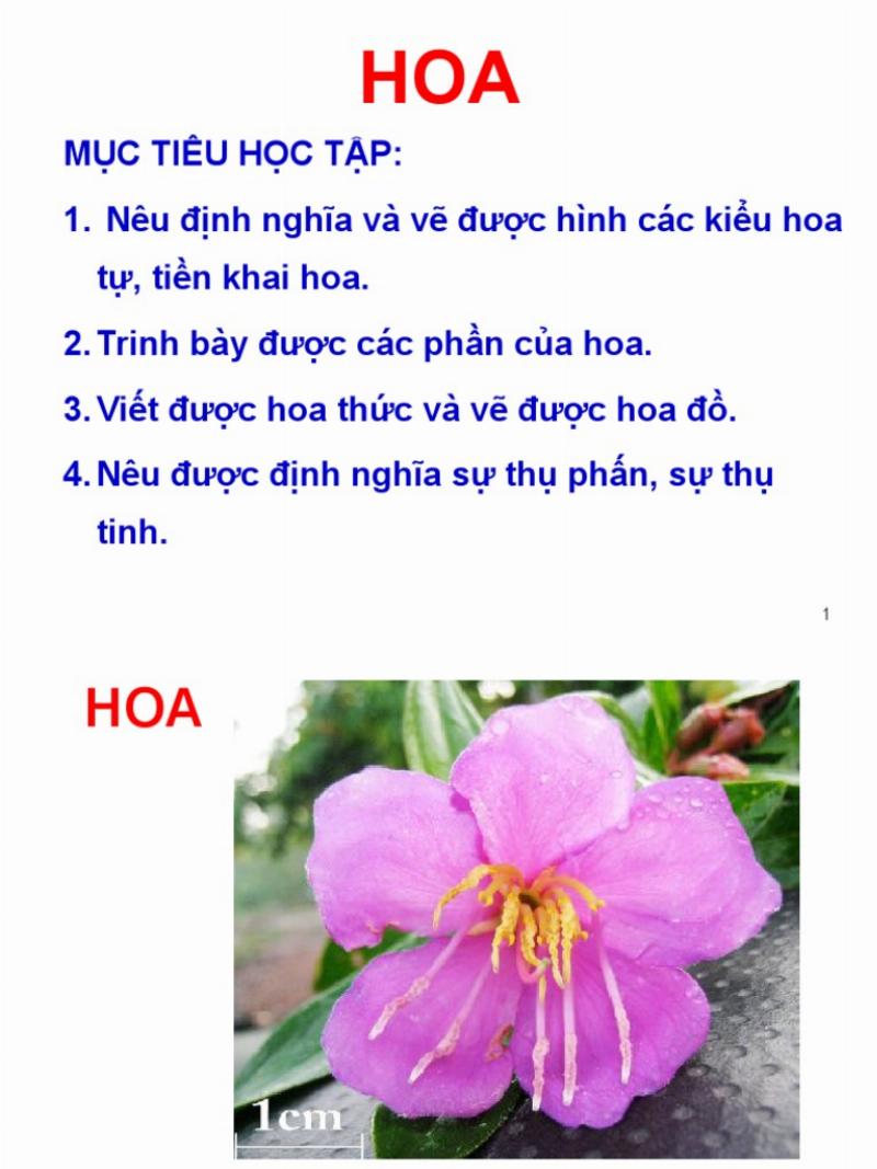 Quá trình thụ phấn cơ bản từ nhị hoa sang nhụy hoa, giải thích thụ phấn là quá trình gì