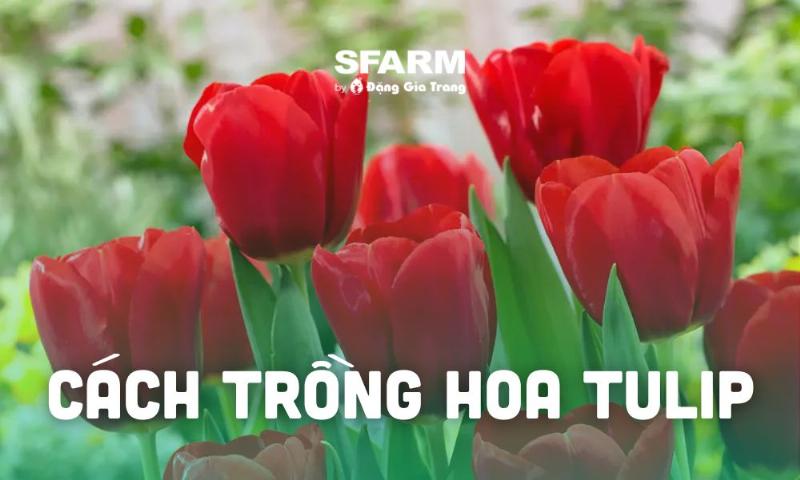 Hinh anh quy trinh cham soc cay hoa tulip tu luc trong den khi no hoa