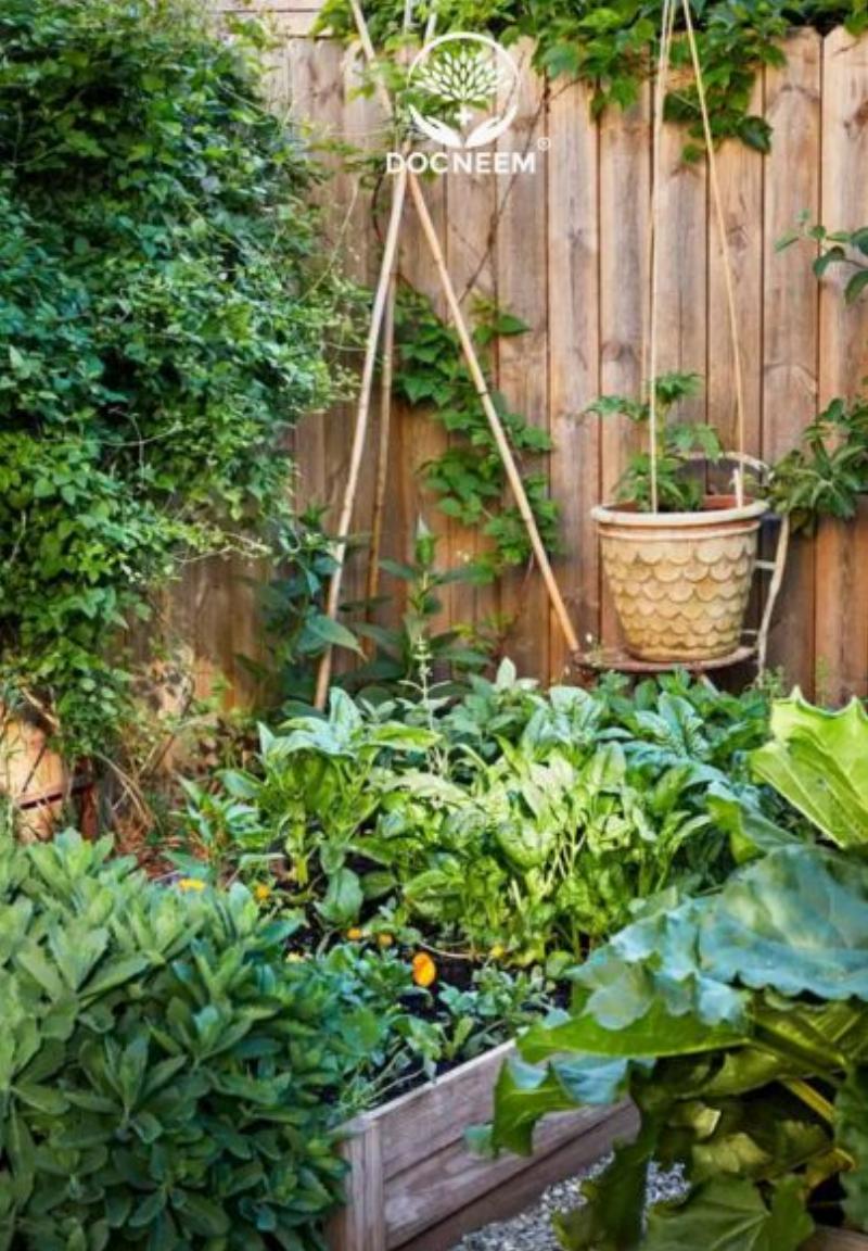 Các loại rau vụ hè phổ biến ở miền Bắc tươi tốt
