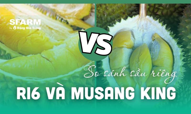 Các loại sầu riêng phổ biến ở Việt Nam như Ri6, Thái, Musang King với mức giá khác nhau