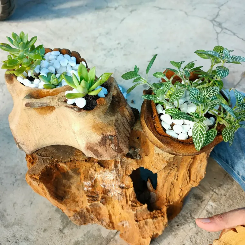 Một chậu sen đá khỏe mạnh, lá căng mọng và lên màu đẹp dưới ánh nắng tự nhiên