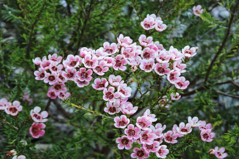 Ứng dụng đa dạng của bông thanh liễu trong nghệ thuật cắm hoa và trang trí không gian.
