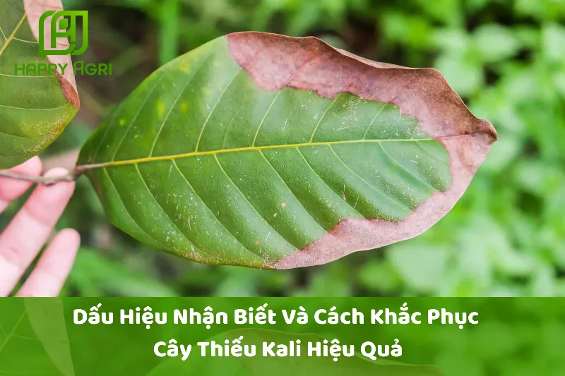 Nhận biết dấu hiệu lúa bị thiếu Kali qua lá vàng
