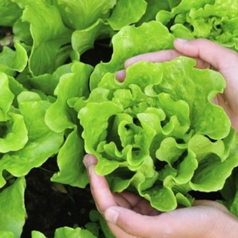 Người đang dùng kéo cắt nhẹ nhàng gốc cây xà lách trưởng thành để thu hoạch, lá xanh tươi và giòn.