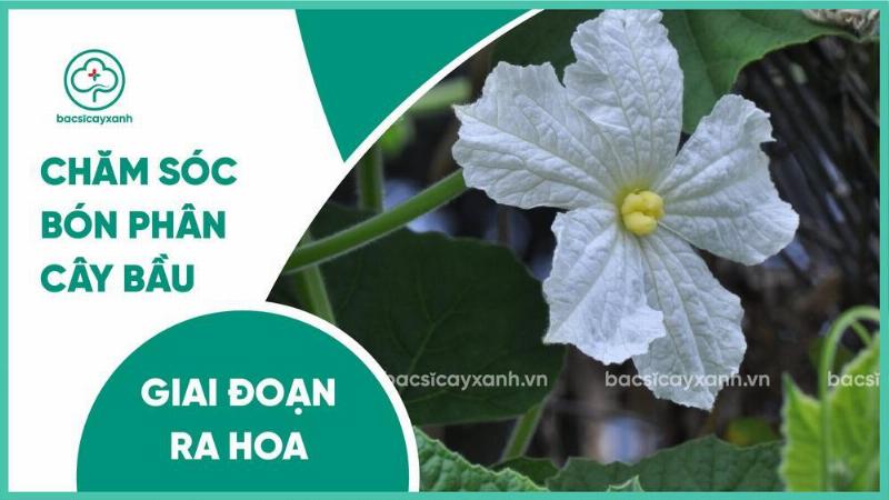 Thực hiện thụ phấn nhân tạo cho hoa bầu cái bằng tay để đảm bảo đậu quả