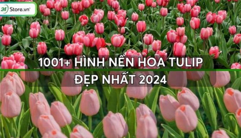 Hinh anh man hinh may tinh dang tim kiem hinh hoa tulip tren cong cu tim kiem