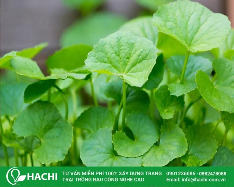 Vườn rau xanh tốt vào tháng 3, tháng 4 ở miền Bắc