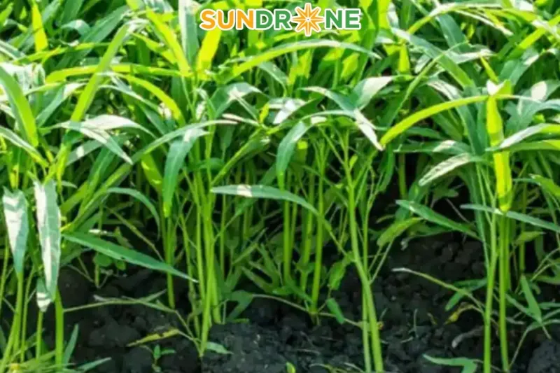 Tưới nước nhẹ nhàng bằng bình phun sau khi gieo hạt rau muống để giữ độ ẩm đất