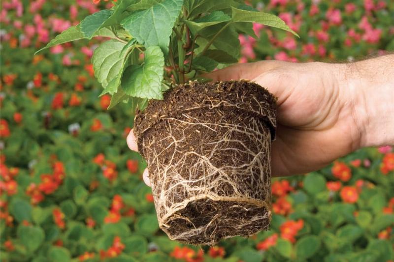 Nước trong đất lấp đầy các lỗ rỗng giữa các hạt đất, giúp vận chuyển dinh dưỡng cho cây