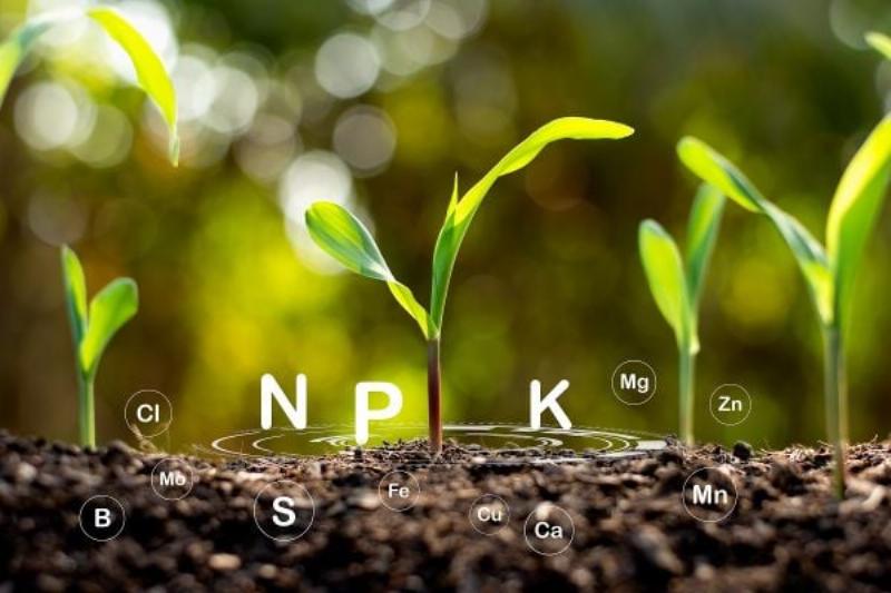 Vai trò của nguyên tố vi lượng trong quá trình quang hợp, giúp cây xanh tốt hơn
