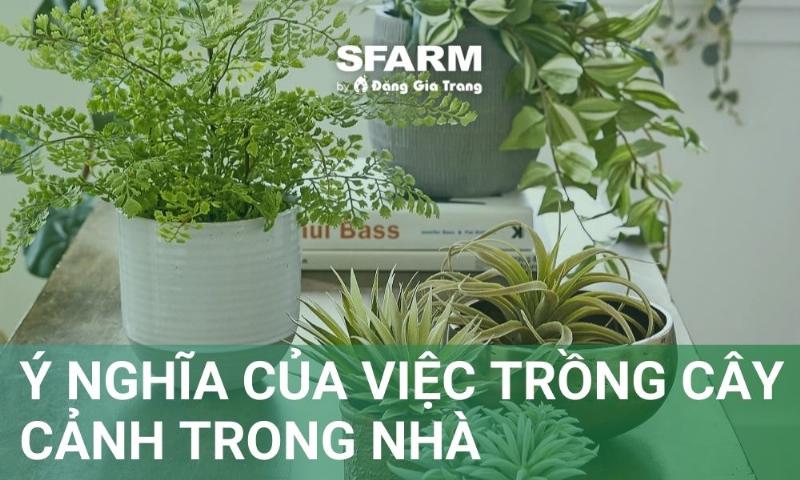 Sự kết hợp giữa lợi ích khoa học và ý nghĩa phong thủy của việc trồng cây cảnh trong nhà